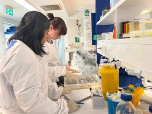 Vicky and Sneha working alongside each other in the lab